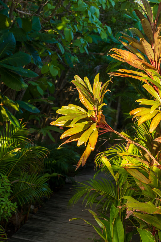 Garden of the Wariruri Lodge Villa in Aruba